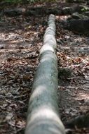 closeup photo of log lays on forest floor