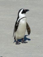 white penguin in north africa