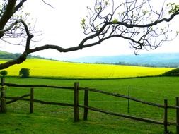 wooden fence near the rapeseed field