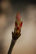 bud on a chestnut branch