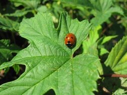 red black ladybug on burdock