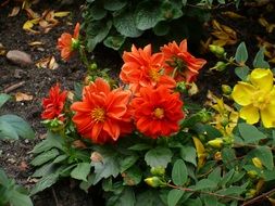 flowers as lien