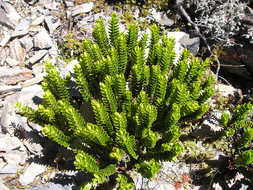 green bush grass on the rock