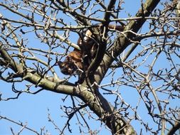 cute cat on tree branches wildlife scene