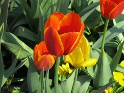blooming tulips in the garden