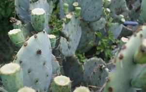 lush green cacti in the wild