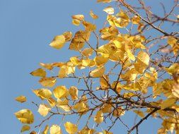 blue sky through the golden leaves