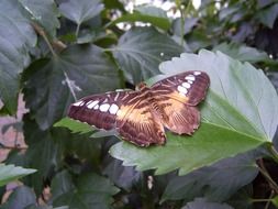 summer butterfly on the leaf