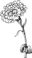 Drawing of carnation flower