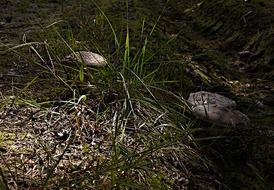 mushrooms in the autumn grass