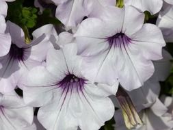 white purple petunia close-up