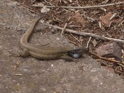 small lizard on ground, spain, canary islands, tenerife