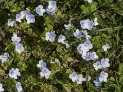 forget me not, blue veronica flowers