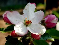 apple flower