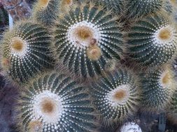 picture of the cactus plants