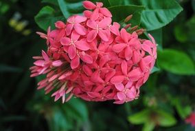 bush with a pink spherical bloom