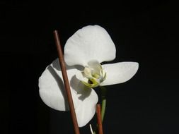 white orchid flower blossom