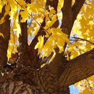 trunk of a tree in autumn