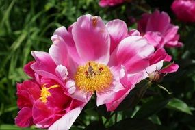 lovely peony flower blossom