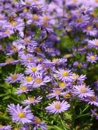 Glade of the blue aster