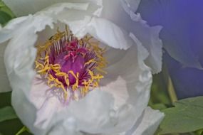 Bud of white peony