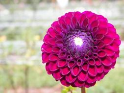 bright pink zinnia on a stalk close-up