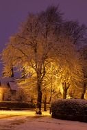 snow-covered tree at night in the light of lanterns