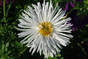 Close-up of the beautiful yellow flower with white petals
