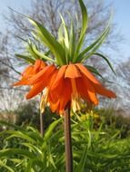 orange imperial crown flower
