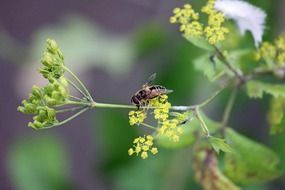 fly on tiny yellow flower, macro