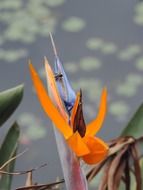 insect on colorful plants