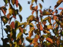Colorful beautiful leaves on the trees in autumn