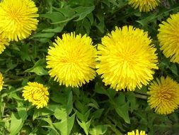 yellow fluffy dandelions