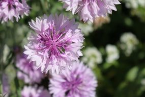 White Pink flowers nature garden