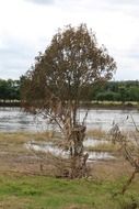 tree in a high water