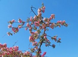 pink blooming branches of apple tree at sky