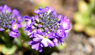 Beautiful purple, white and yellow multiflorous blossoms