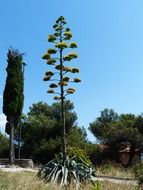 agave inflorescence