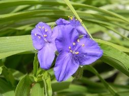 purple flowers among green leaves of grass