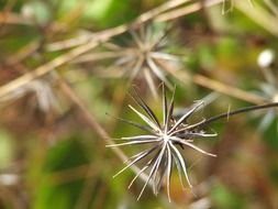 sharp plant thorns on the field