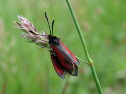 beetle flight insect closeup