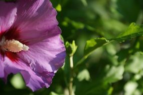 Purple blooms in green leaves nature