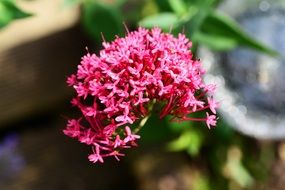Sunny Red valerian heliotrope