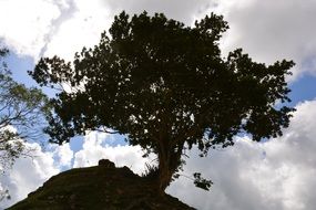 tree outlines Cloud sky view