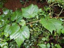 natural green leaves of the plant in the forest