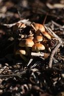 mushrooms among dry branches in the sun