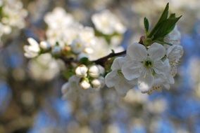 white twig fruit tree