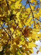 tree branches with yellow leaves on a sunny day