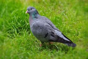 dark gray dove on green grass