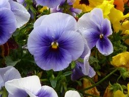 stiefm violet pansy